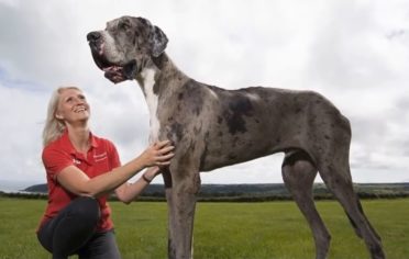 Két méteres a világ legnagyobb kutyája